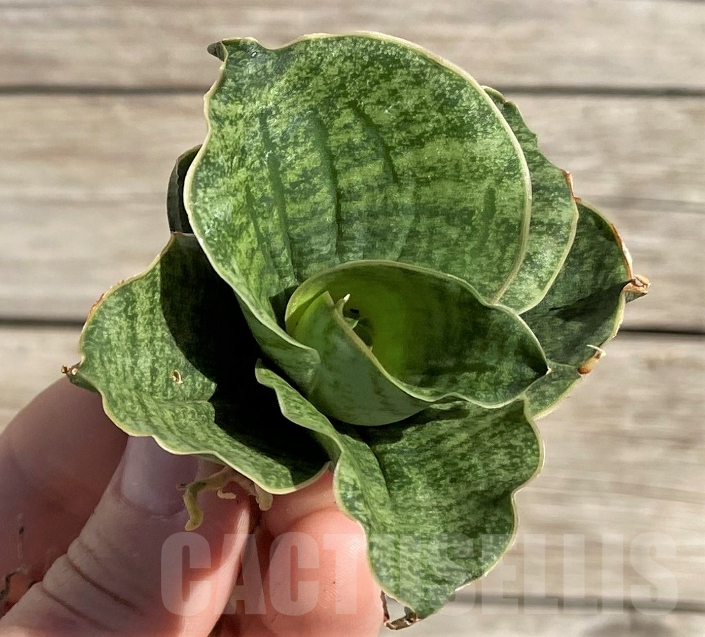 SH1596 Sansevieria ‘Lion Heart’ - Image 2