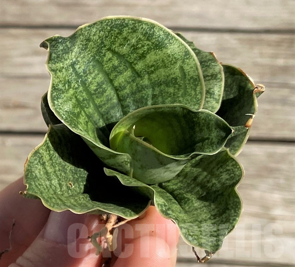 SH1596 Sansevieria ‘Lion Heart’