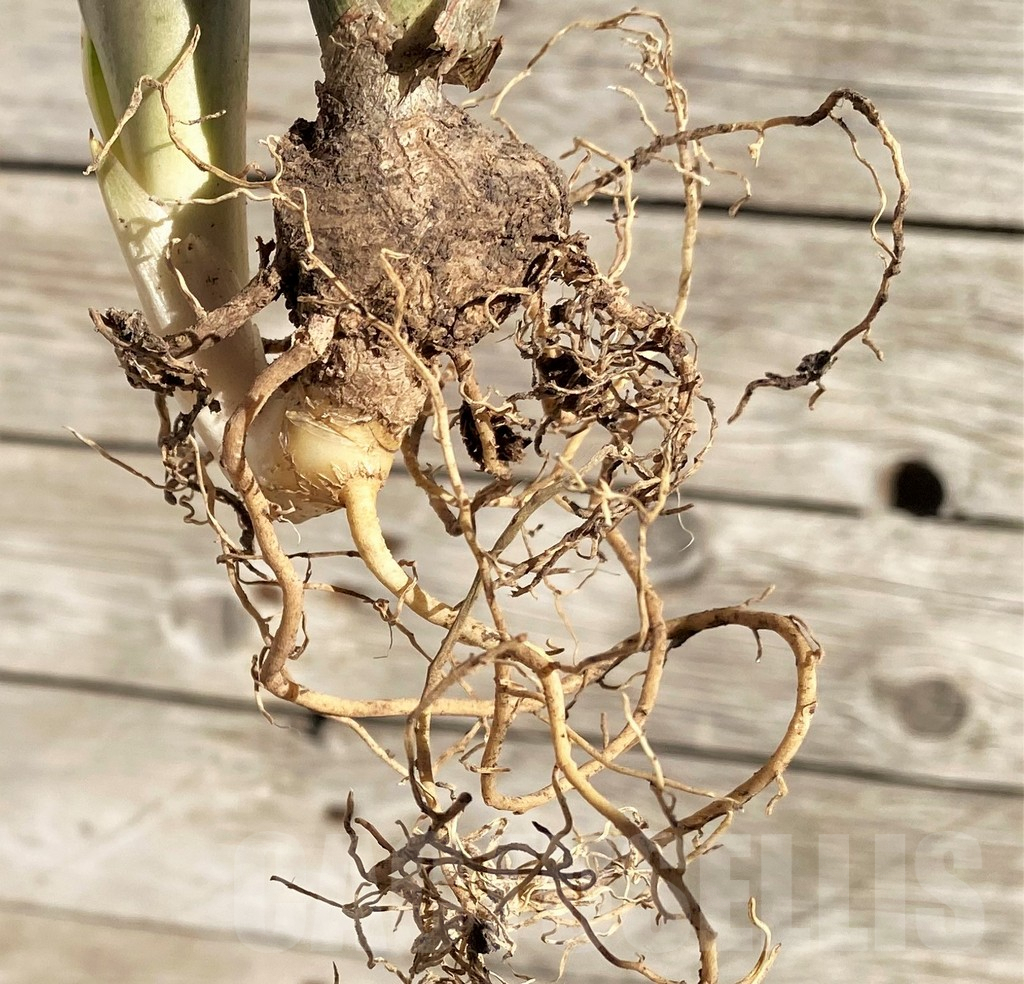 SH1597 Sansevieria ‘Copper Silver' - 画像 (4)