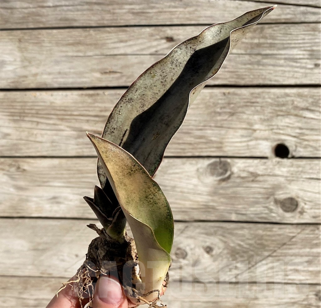 SH1597 Sansevieria ‘Copper Silver' - 画像 (3)