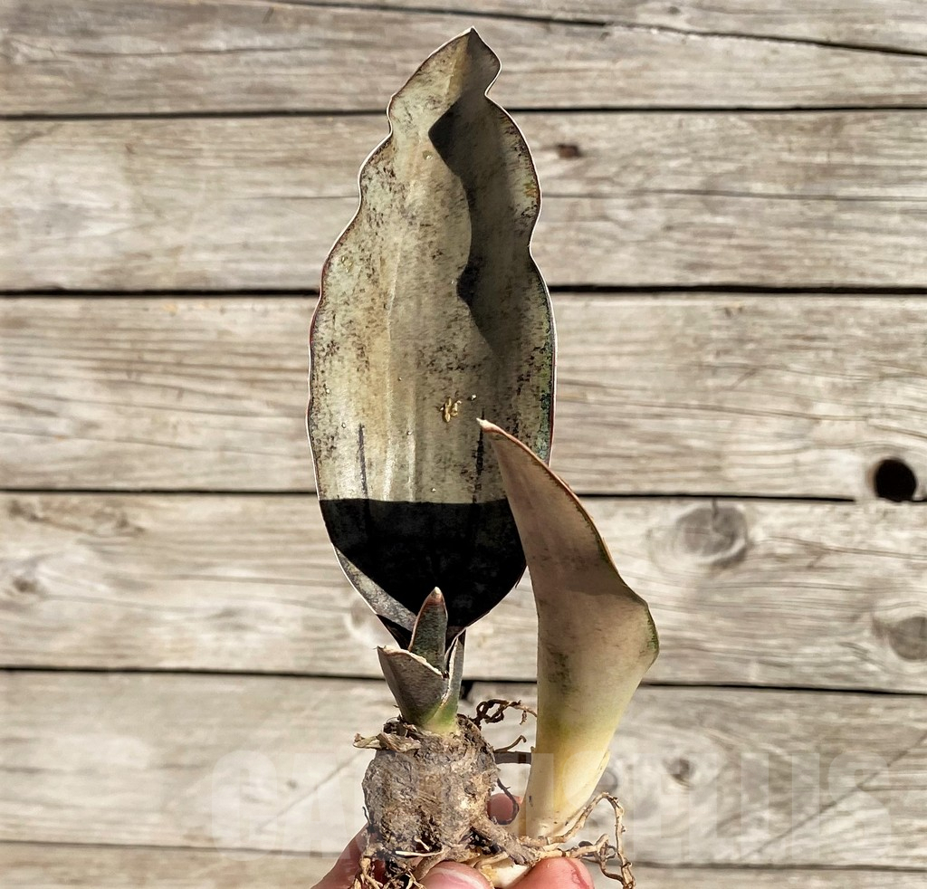 SH1597 Sansevieria ‘Copper Silver' - 画像 (2)