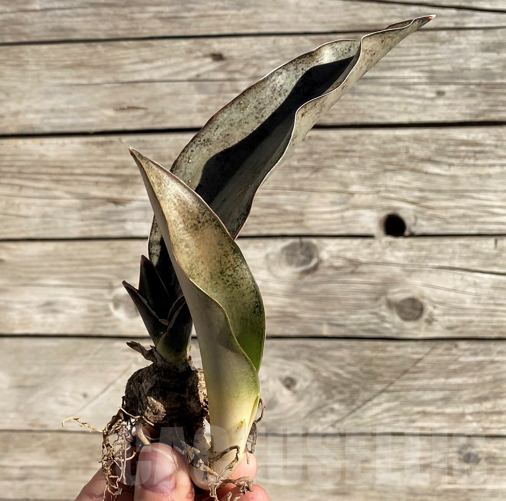 SH1597 Sansevieria ‘Copper Silver'