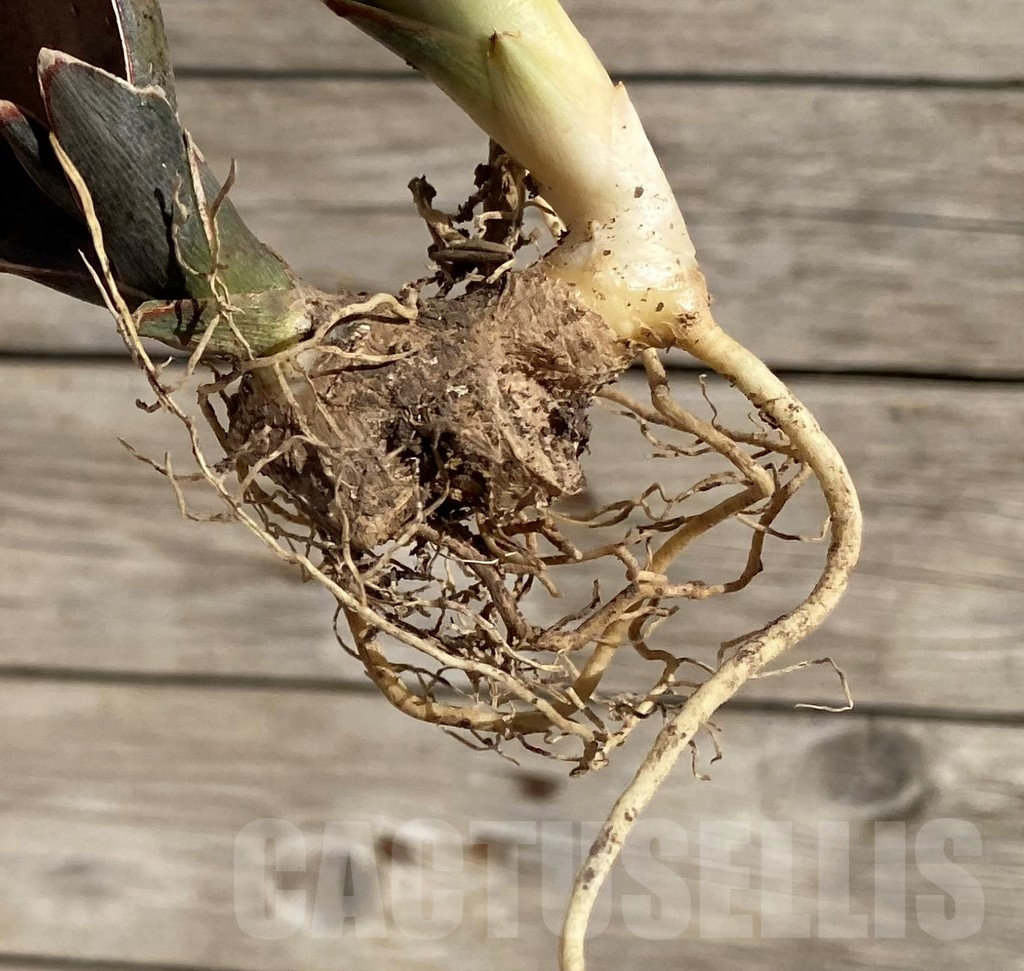 SH1598 Sansevieria ‘Copper Silver' - Image 3