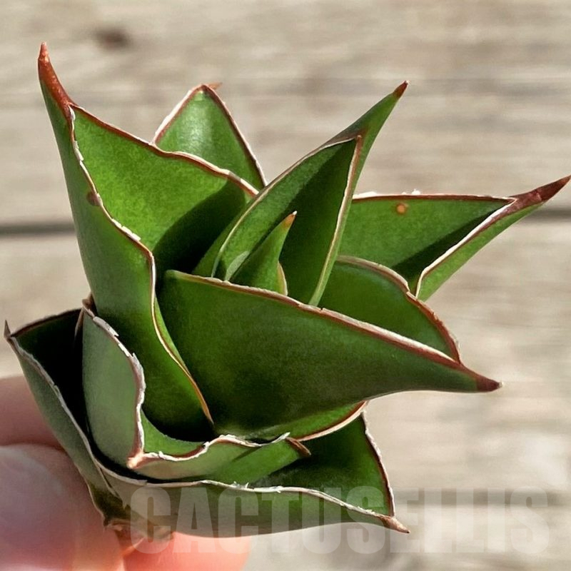 SH1568 Sansevieria 'Tower'