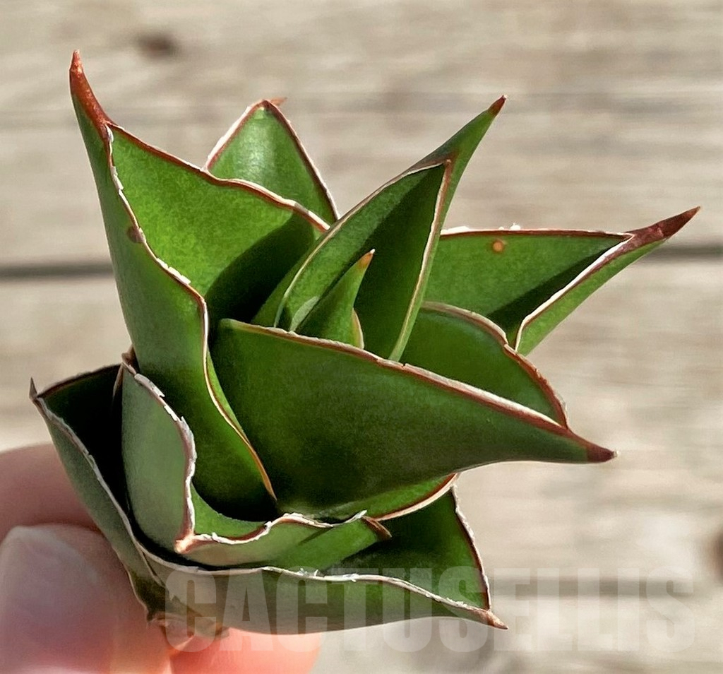 SH1568 Sansevieria 'Tower'