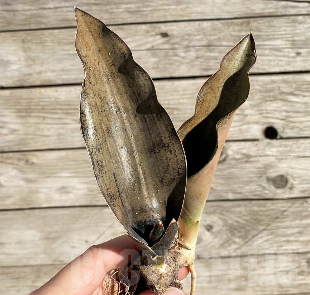 SH1598 Sansevieria ‘Copper Silver'