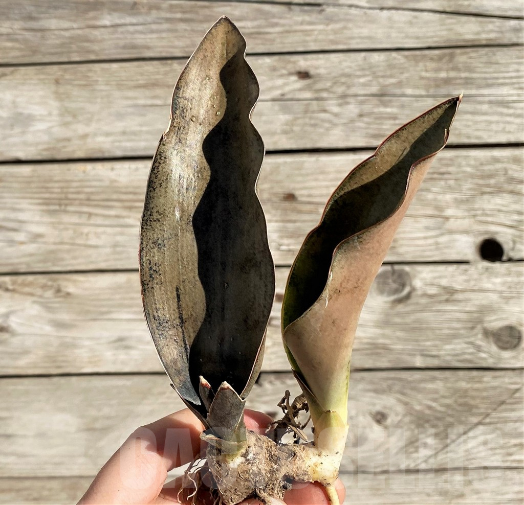 SH1598 Sansevieria ‘Copper Silver' - Image 2