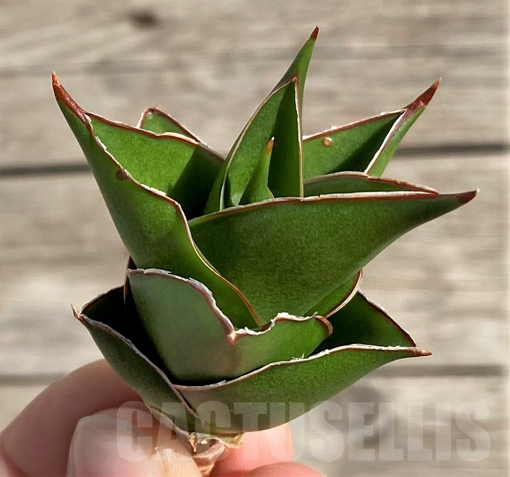 SH1568 Sansevieria 'Tower' - Image 3