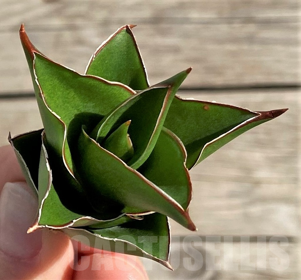 SH1568 Sansevieria 'Tower' - Image 4