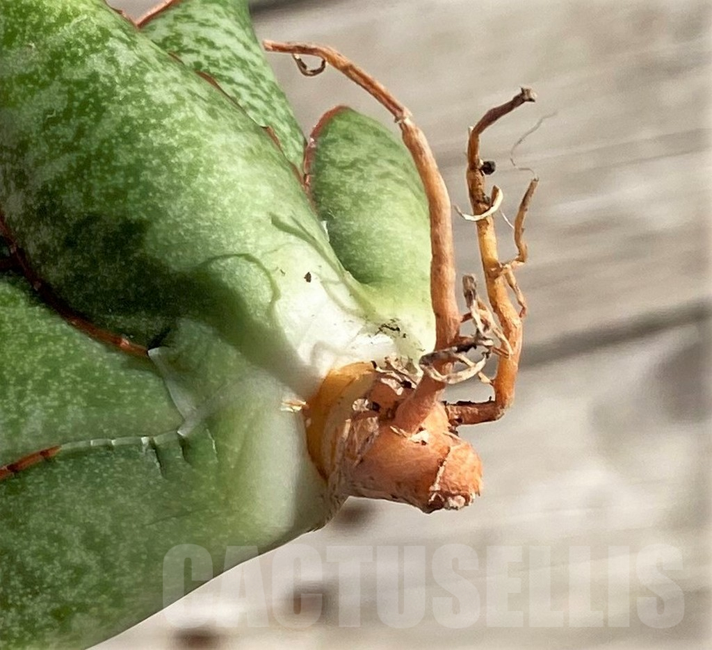 SH1565 Sansevieria ‘Apollo’ - Image 3