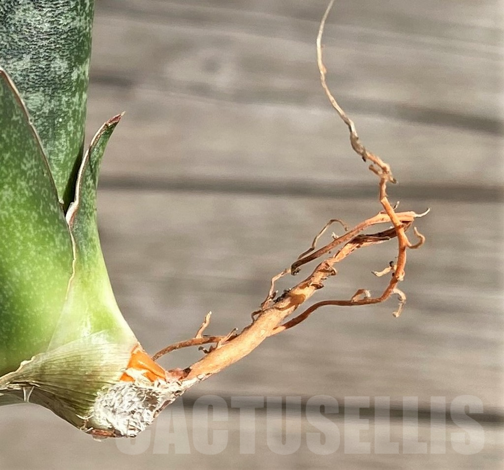 SH1570 Sansevieria 'Black diamond' - immagine 4