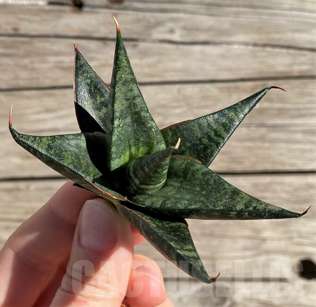 SH1570 Sansevieria 'Black diamond' - immagine 3