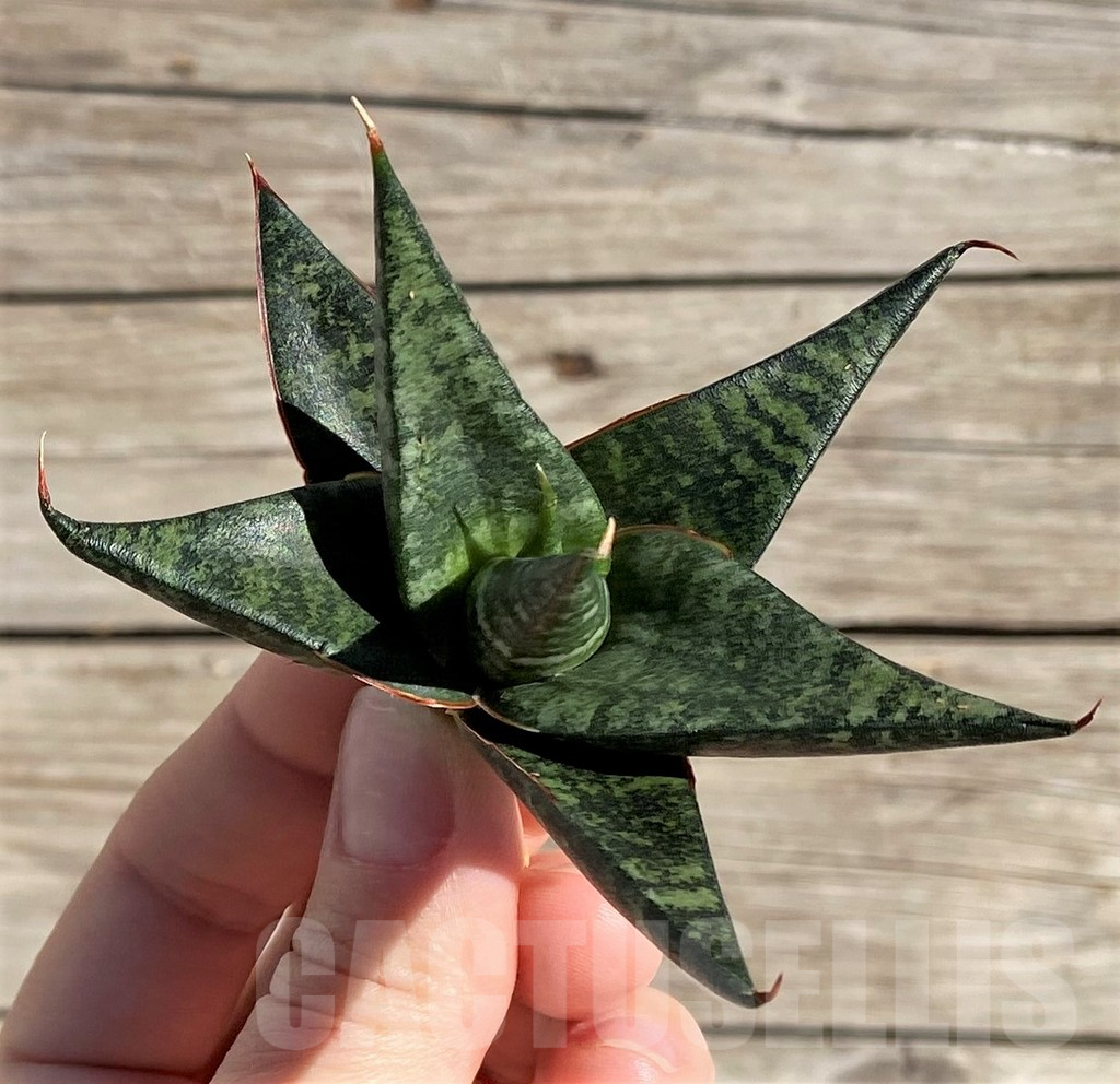 SH1570 Sansevieria 'Black diamond'