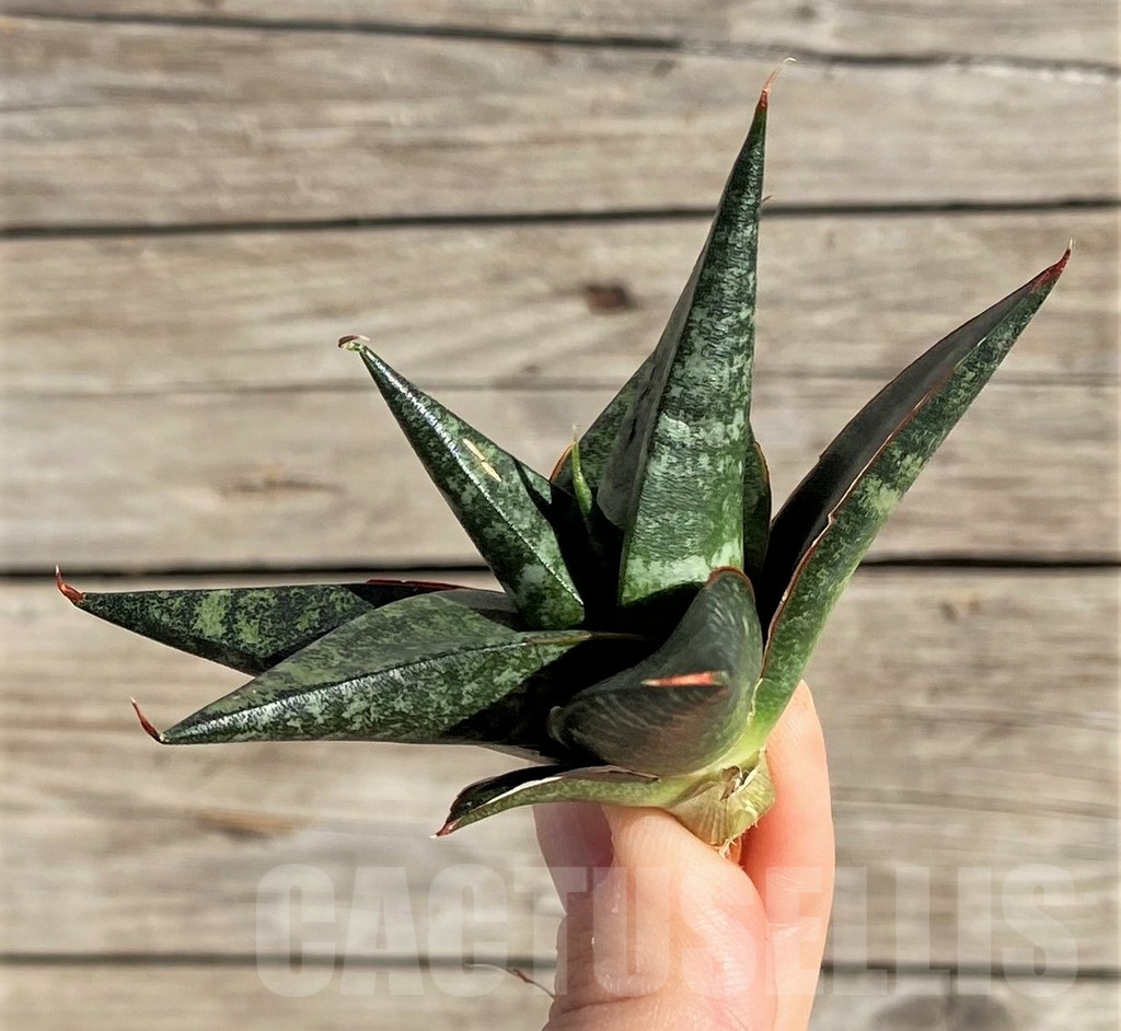 SH1570 Sansevieria 'Black diamond' - immagine 2