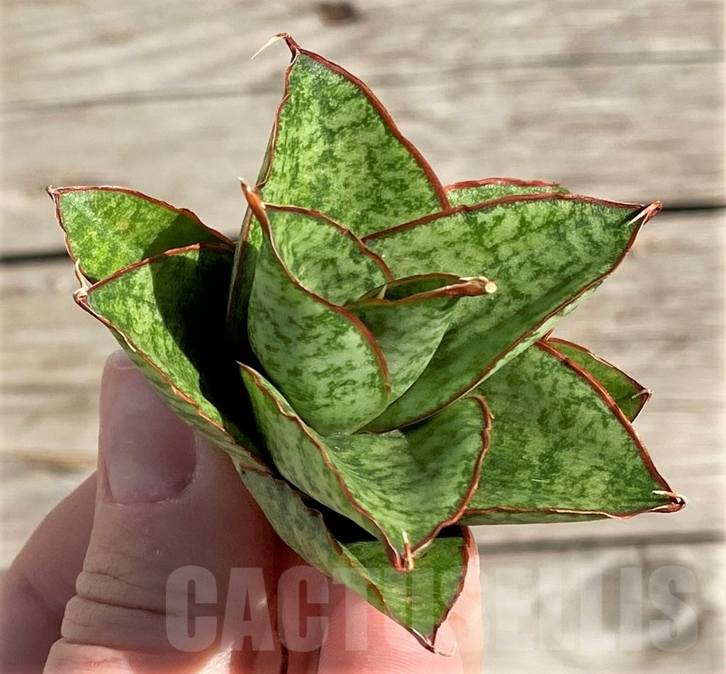 SH1565 Sansevieria ‘Apollo’ - Image 2