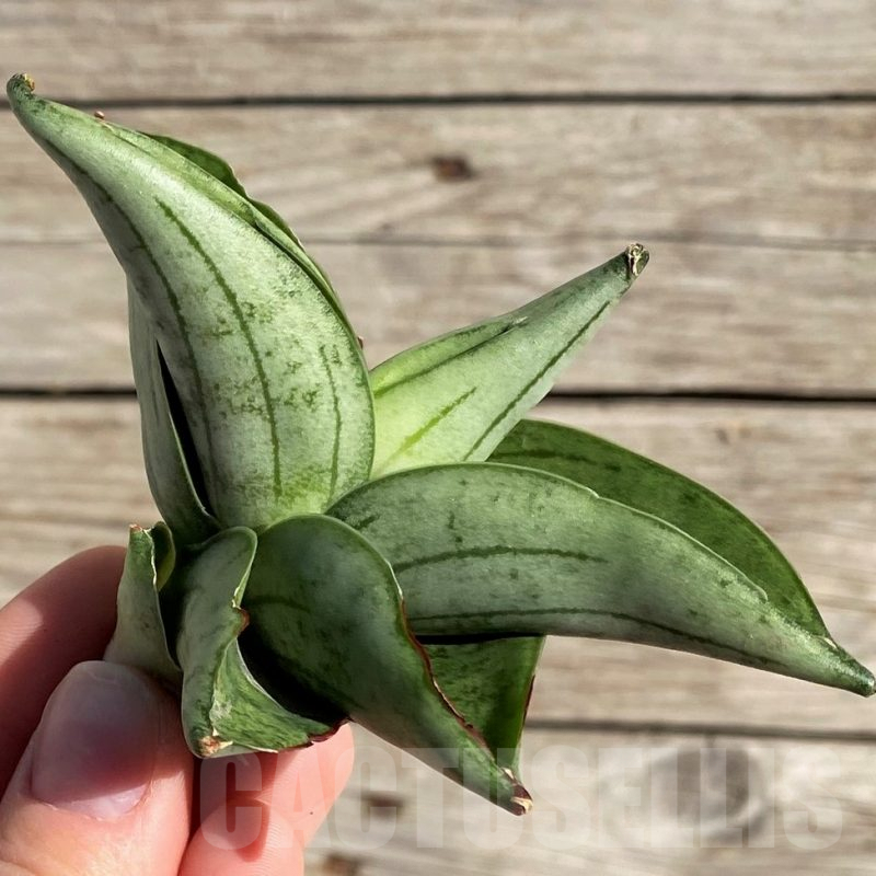 SH1571 Sansevieria 'Meedee'