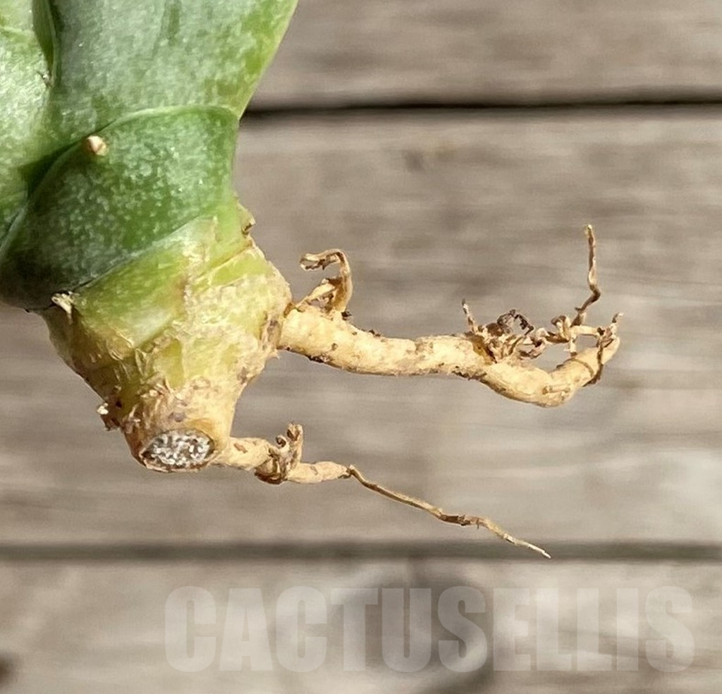 SH1573 Sansevieria boncel 'Platinum' - Obrázek 2