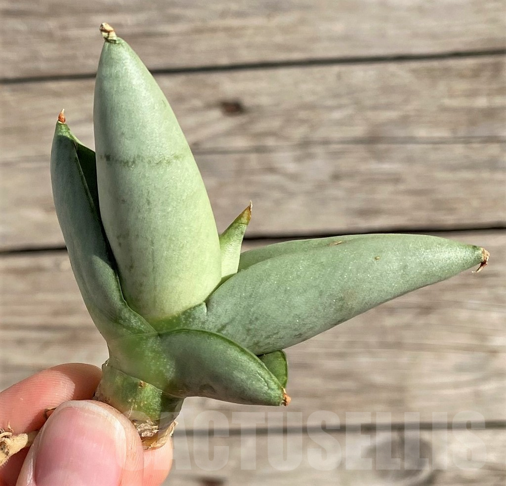 SH1573 Sansevieria boncel 'Platinum' - Obrázek 3