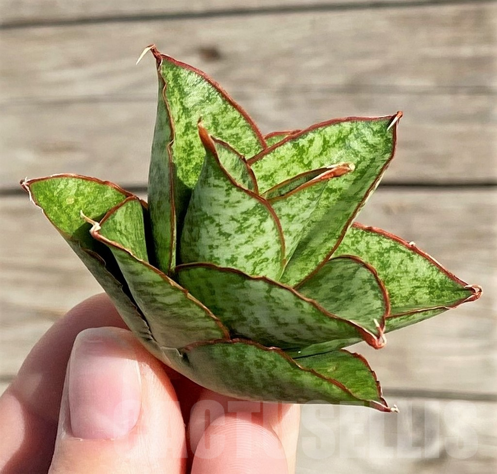 SH1565 Sansevieria ‘Apollo’