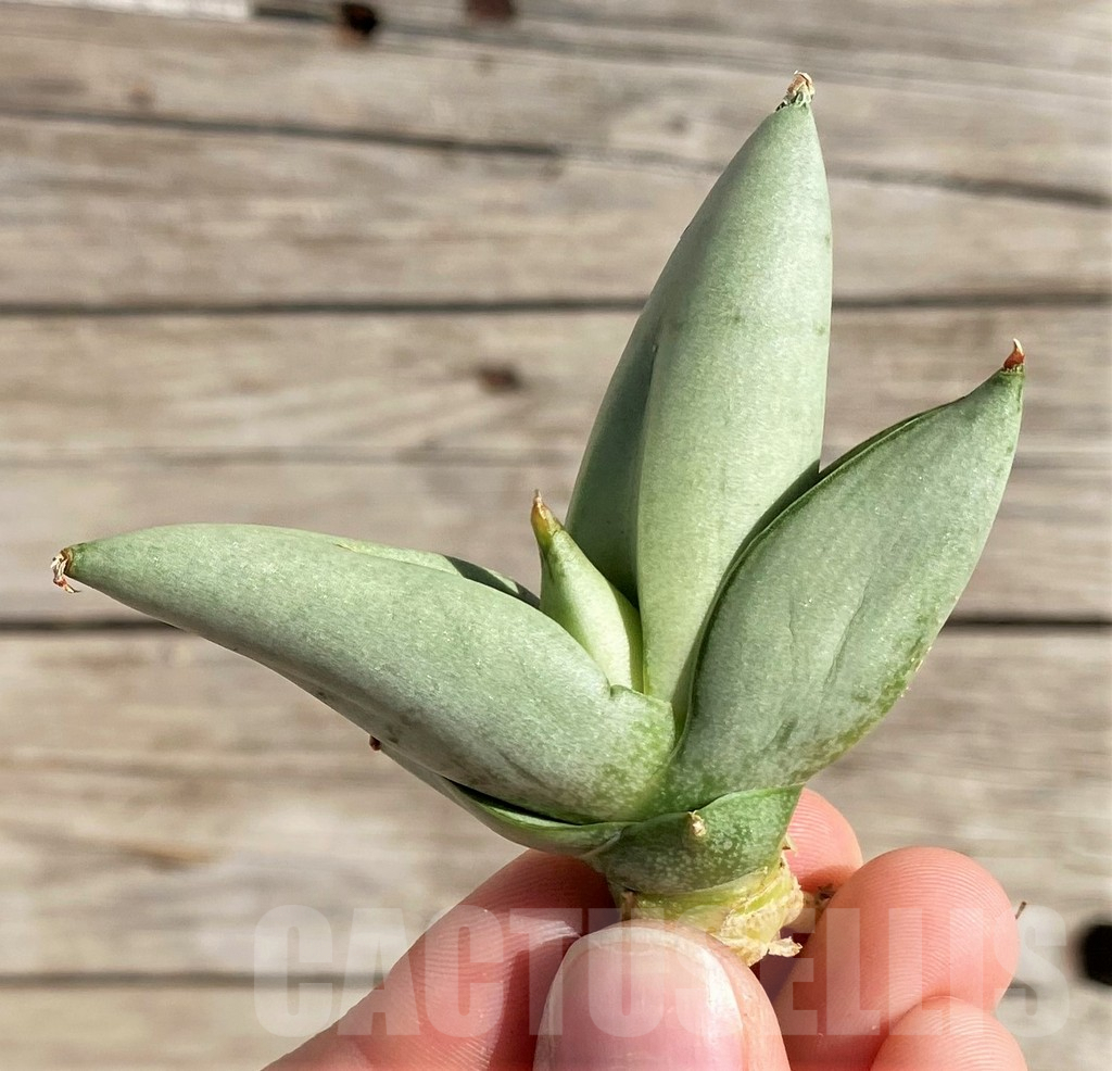 SH1573 Sansevieria boncel 'Platinum'