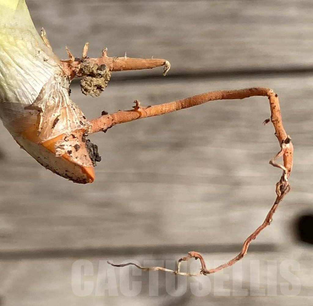 SH1574 Sansevieria 'Gabriella White' - Image 4