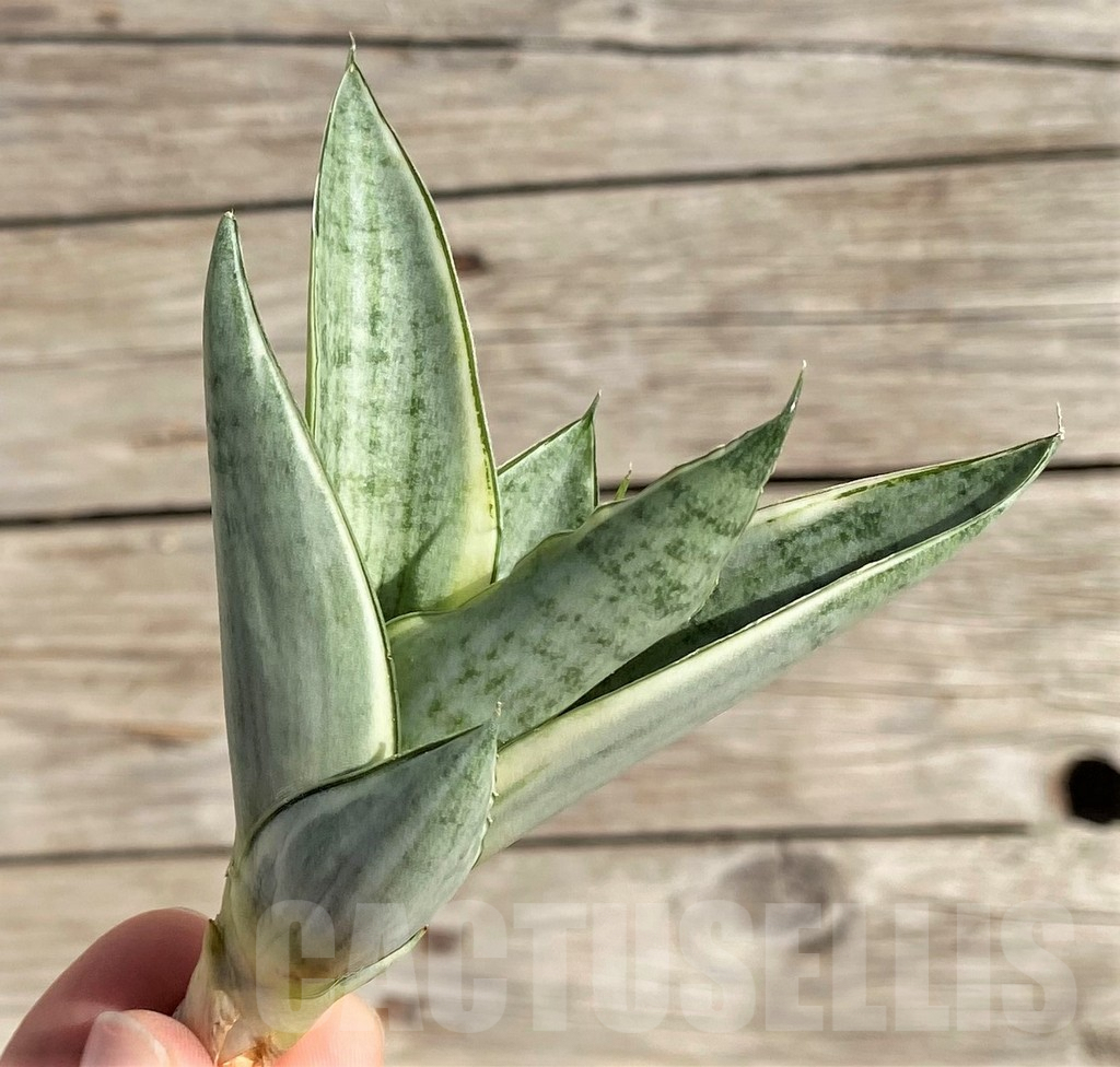 SH1574 Sansevieria 'Gabriella White'