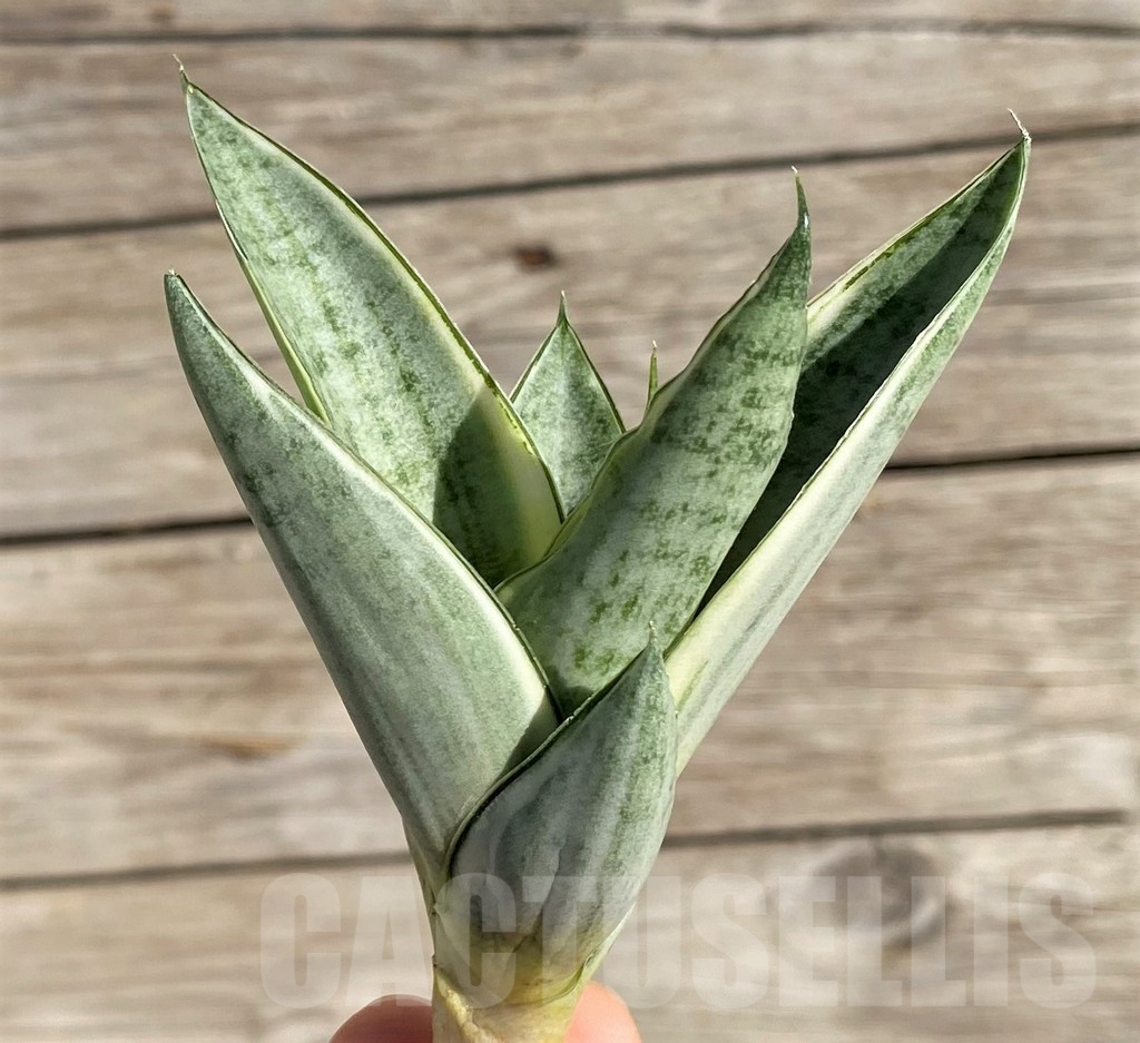 SH1574 Sansevieria 'Gabriella White' - Image 3