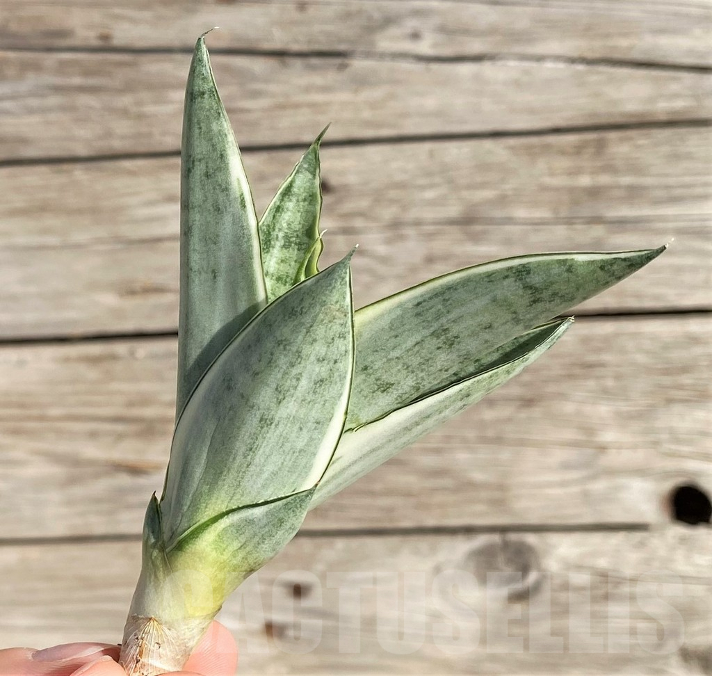 SH1574 Sansevieria 'Gabriella White' - Image 2