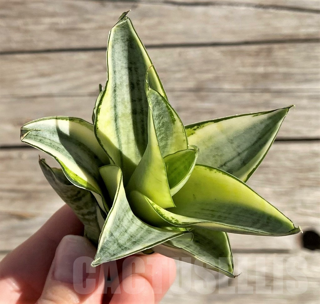 SH1575 Sansevieria 'Gabriella White'