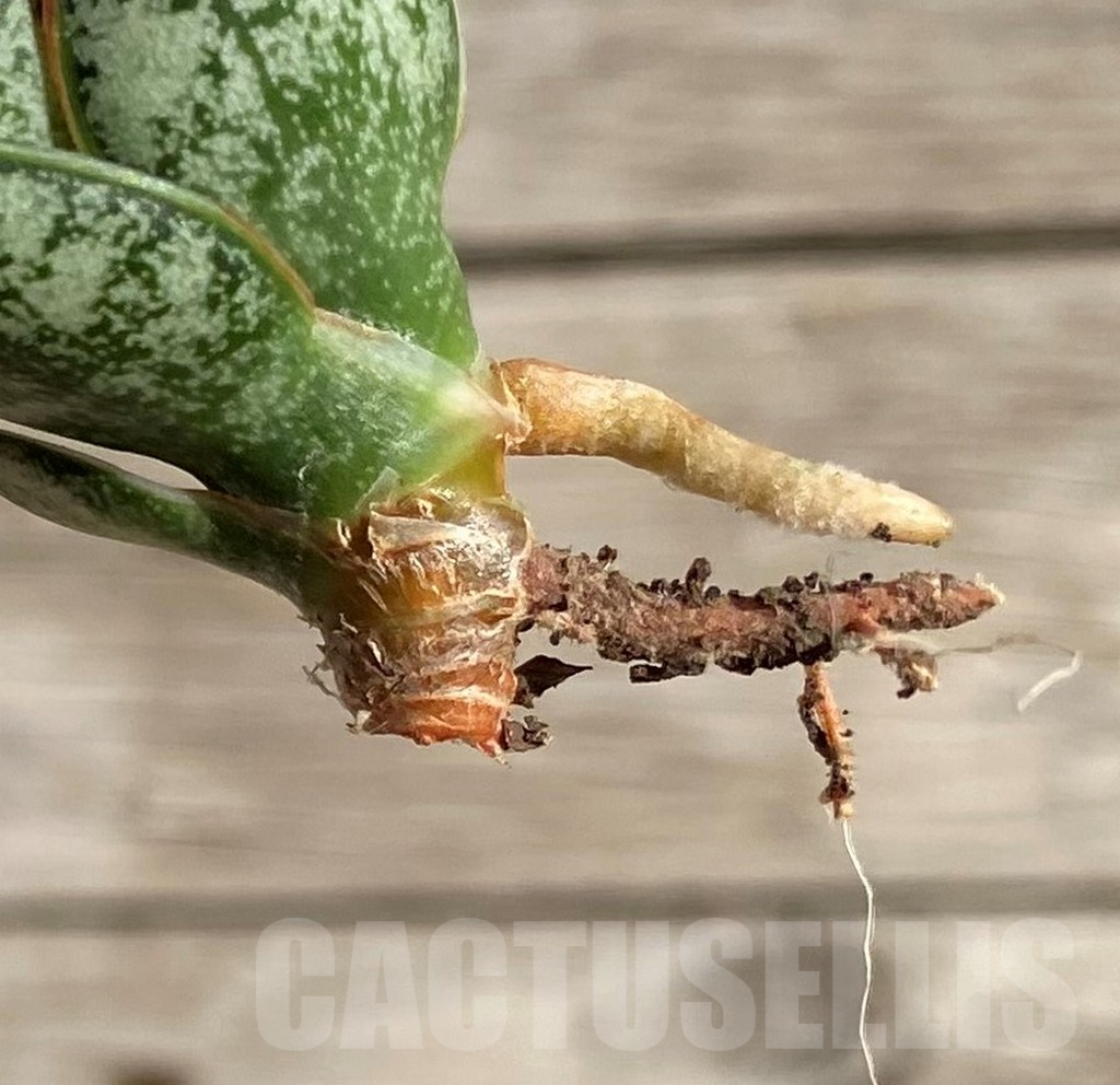SH1577 Sansevieria 'Margarita' - Image 3