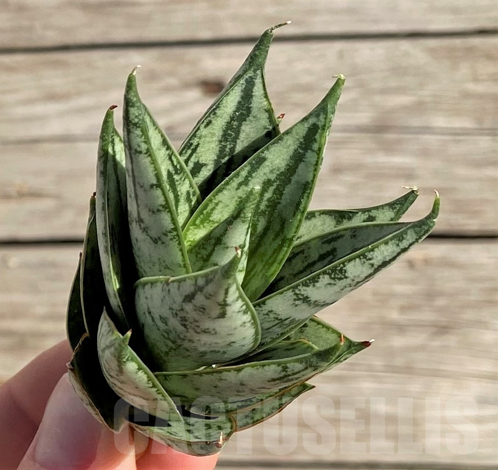 SH1577 Sansevieria 'Margarita' - Image 2