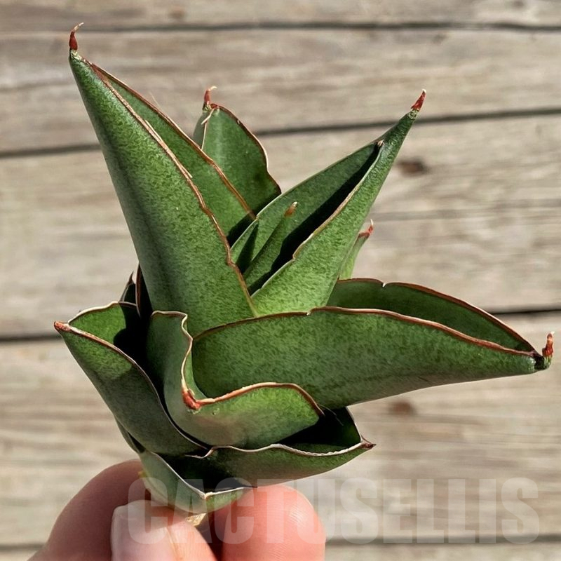 SH1578 Sansevieria ‘Bonny’