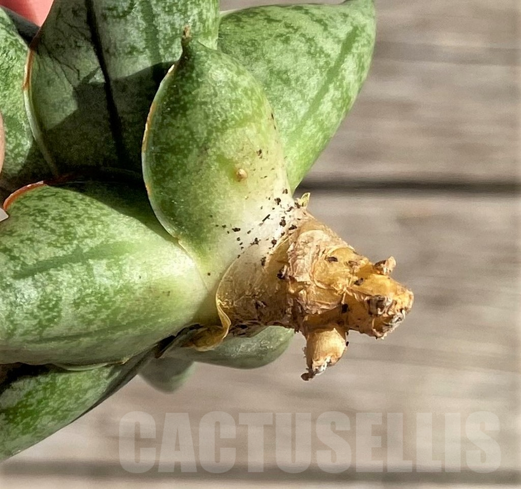 SH1579 Sansevieria 'Manee' - Image 2