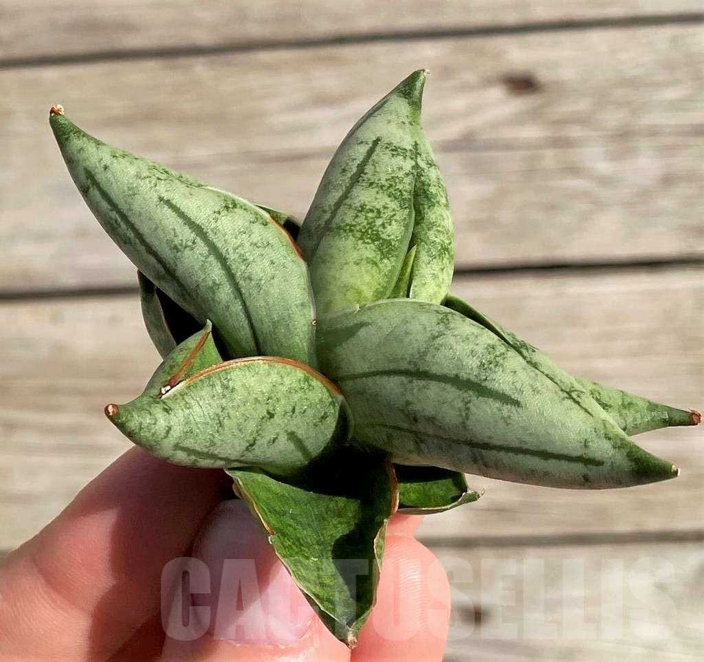 SH1579 Sansevieria 'Manee'