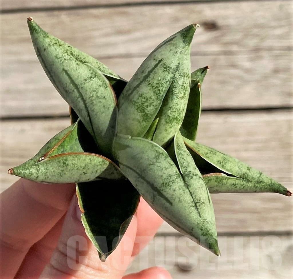 SH1579 Sansevieria 'Manee' - Image 3