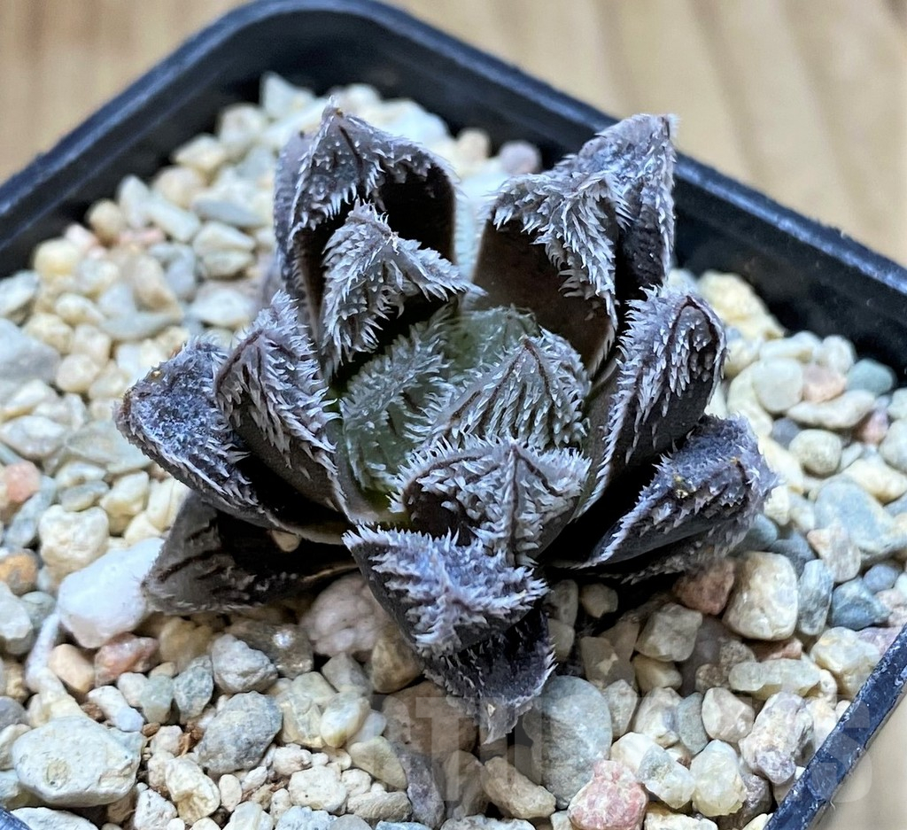 SH1720 Haworthia venusta hybrid 'Murasaki Tama Emaki' (Tarantula) - Image 2
