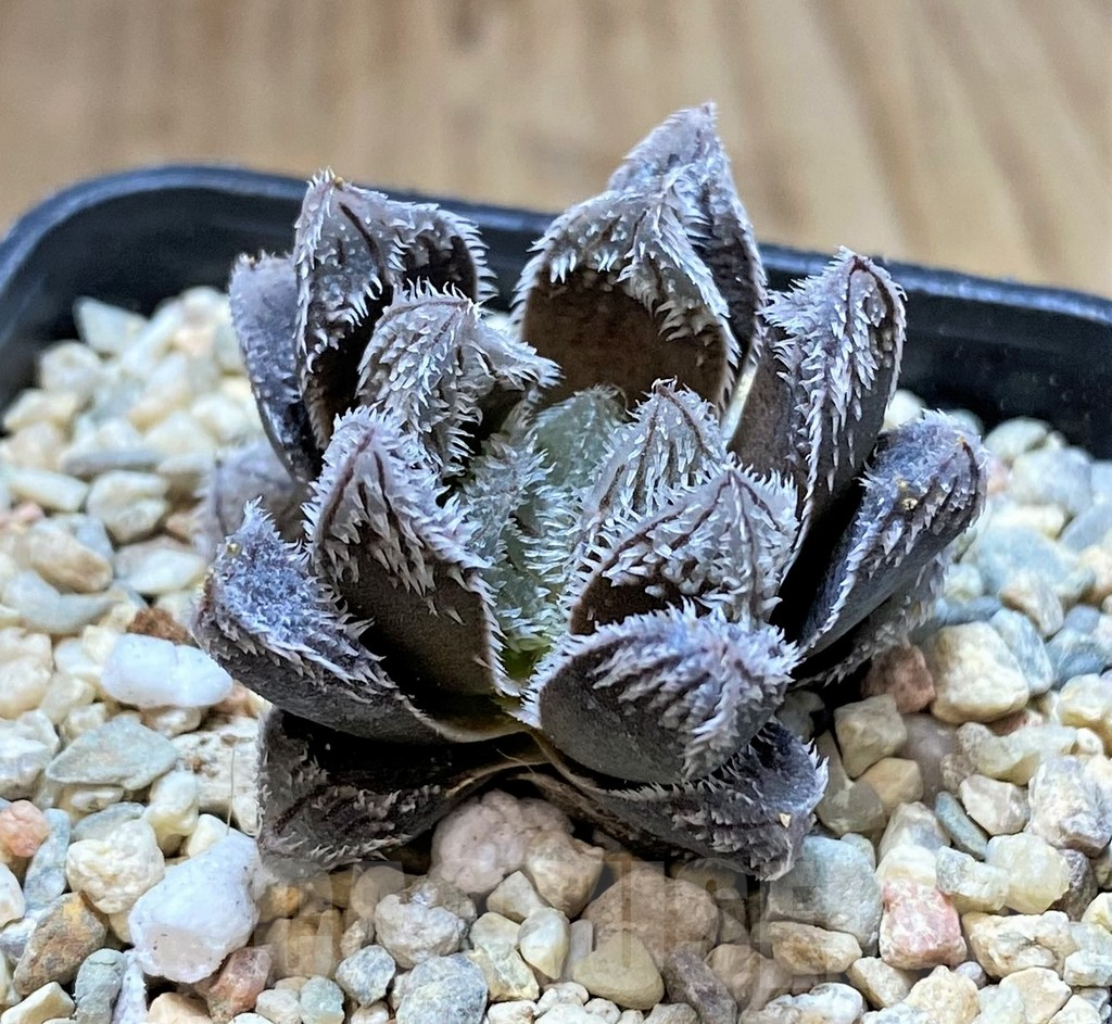 SH1720 Haworthia venusta hybrid 'Murasaki Tama Emaki' (Tarantula)