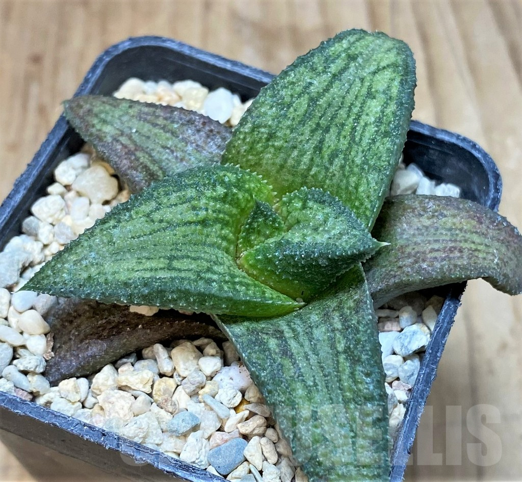 SH1725 Haworthia koelmaniorum T2