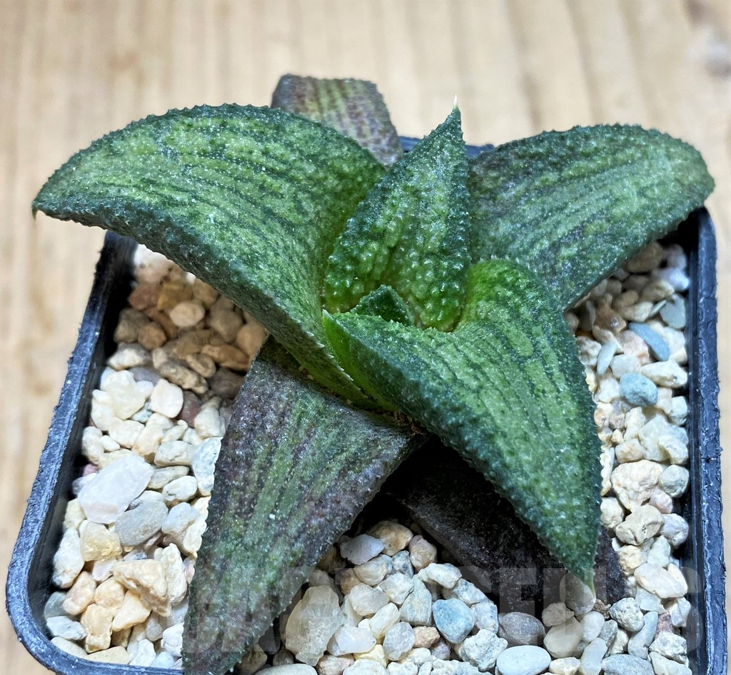 SH1725 Haworthia koelmaniorum T2 - Image 2