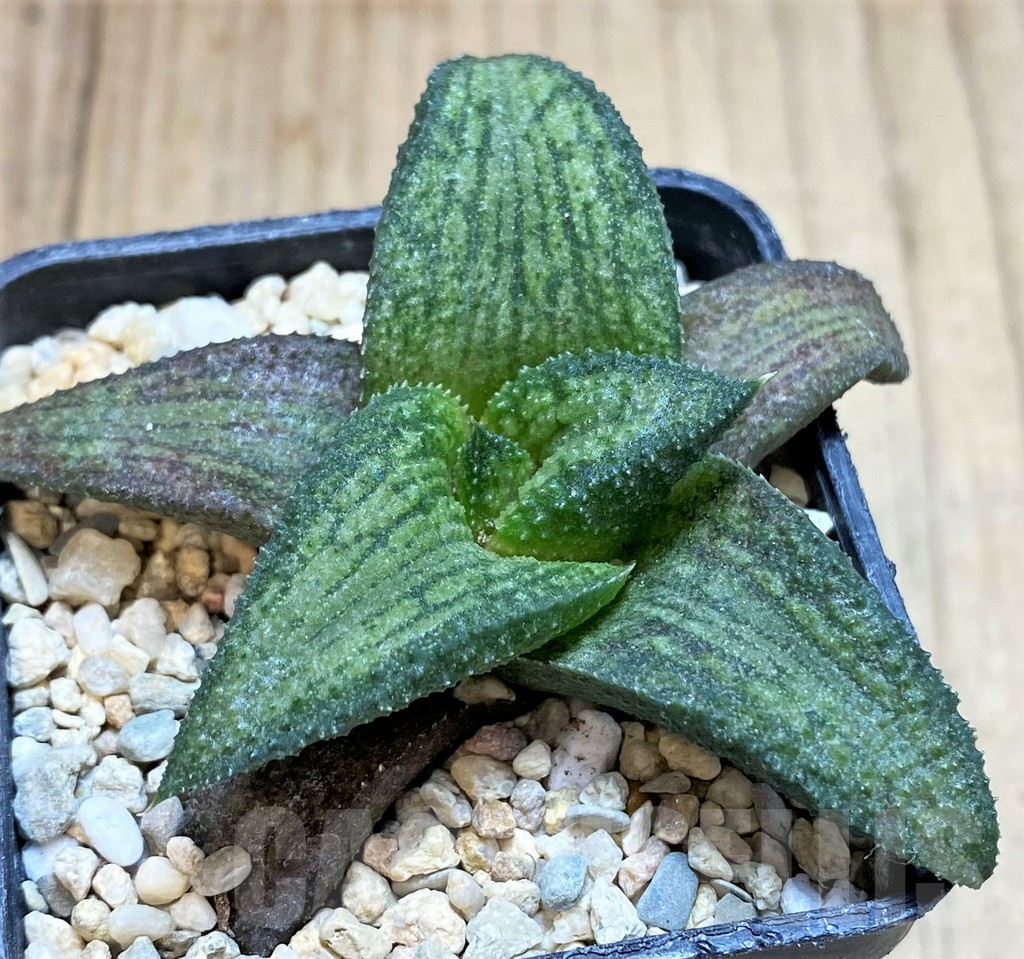 SH1725 Haworthia koelmaniorum T2 - Image 3