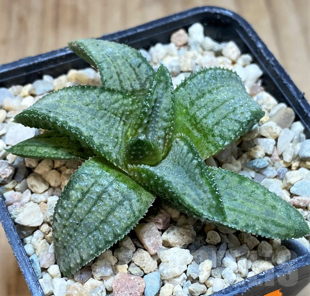 SH1726 Haworthia 'Silver Tarantula'