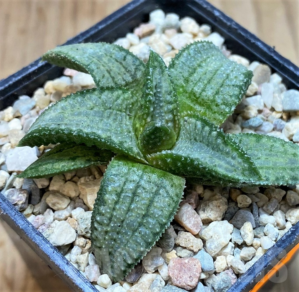 SH1726 Haworthia 'Silver Tarantula' - Obrázek 2
