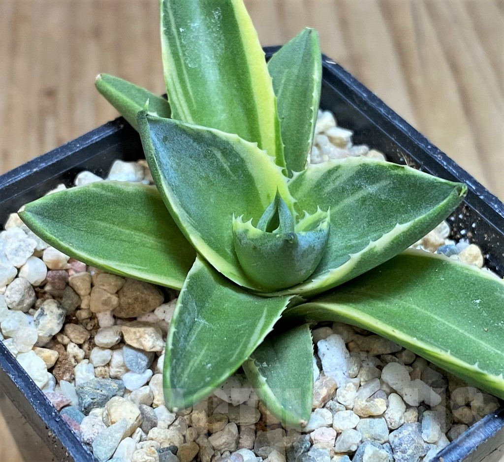 SH1728 Agave 'Pixie' f. variegata