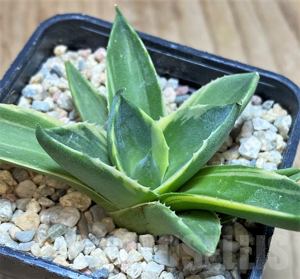 SH1728 Agave 'Pixie' f. variegata - immagine 2