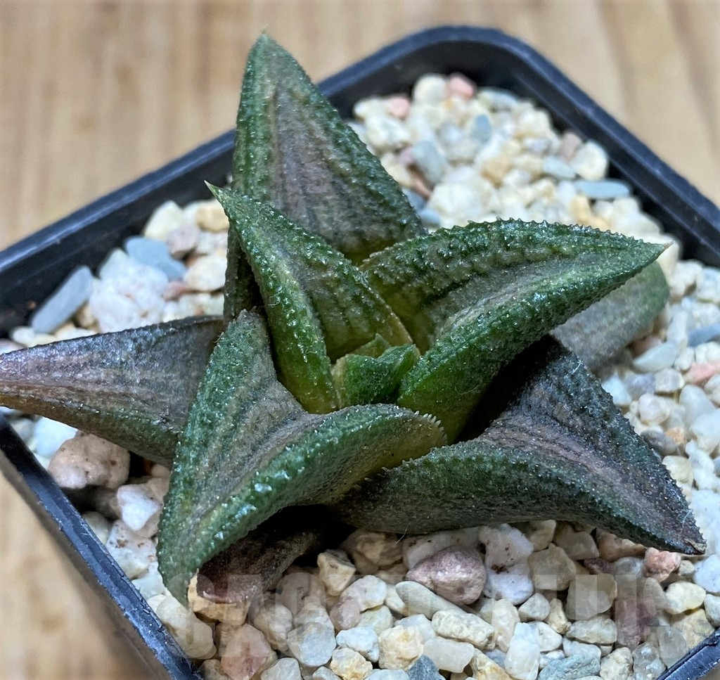 SH1691 Haworthia 'Sugriva' - immagine 2