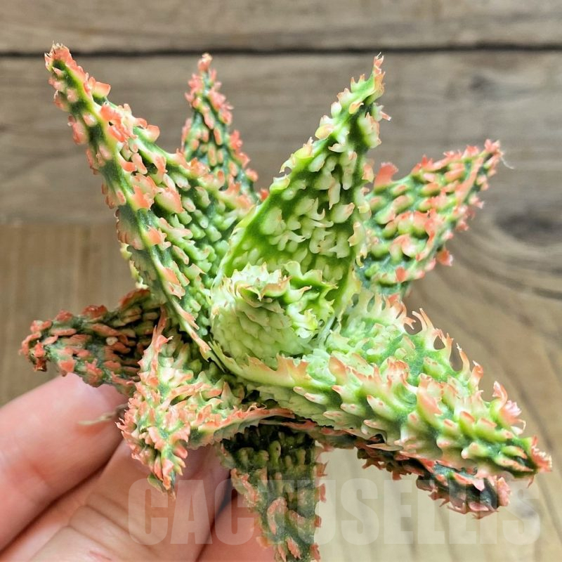 SH1670 Aloe TCT hybrid