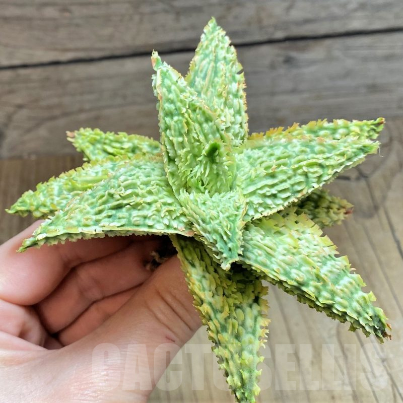 SH1671 Aloe TCT hybrid