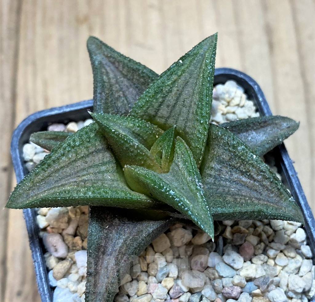 SH1692 Haworthia 'Sugriva' - immagine 2