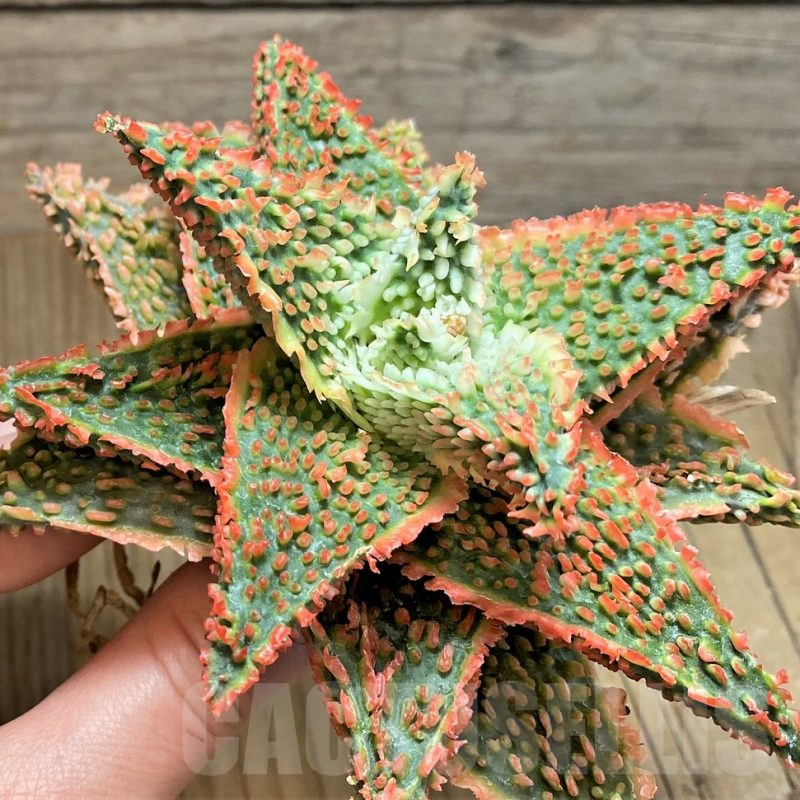 SH1675 Aloe TCT hybrid