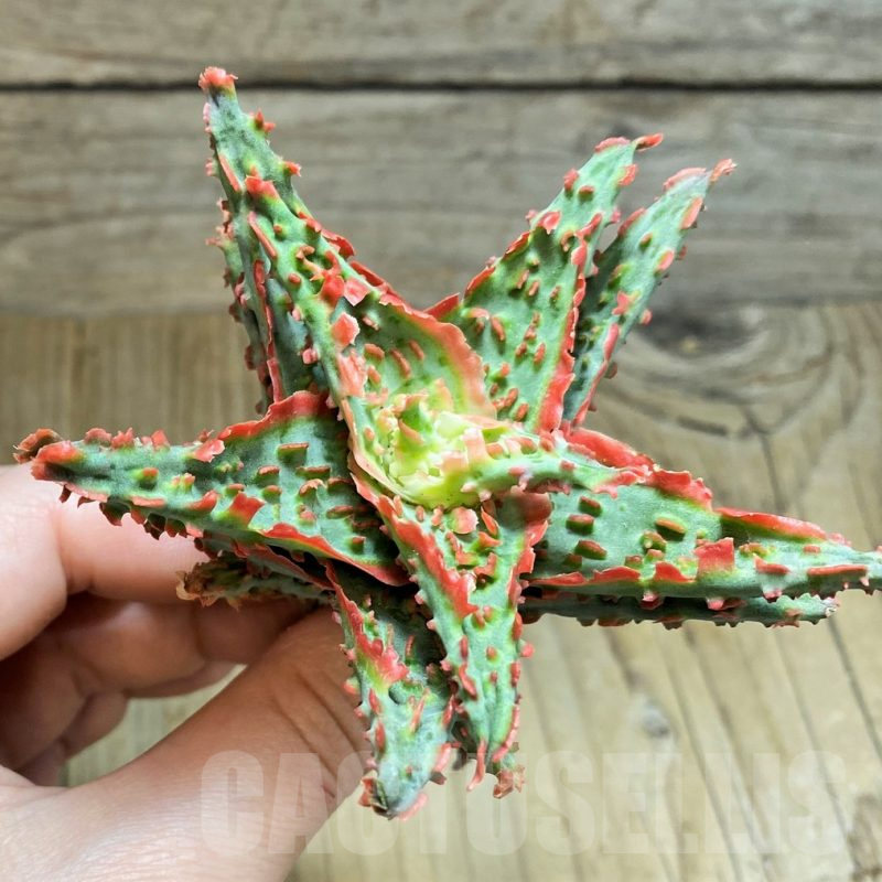 SH1676 Aloe TCT hybrid